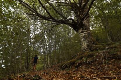 Haya centenaria rodeada de una elevada densidad de árboles de la misma especie. Sus raíces de mayor grosor han quedado descubiertas con el paso de los siglos.