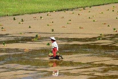 Un agricultor camina a través de un campo de arroz en Kete Kesu (Indonesia), el 27 de septiembre de 2018.