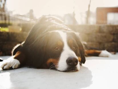 ¿Puede la comunidad de propietarios echar a mis perros del piso?