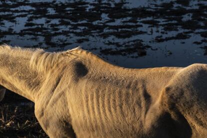 La sequía no solo afecta a la actividad agrícola sino también a la flora y fauna, haciendo que el estrés hídrico provoque graves afecciones y lo hará más, acentuado por la crisis climática. El Tribunal de Justicia de la Unión Europea determinaba en junio de 2021 que el Estado español no había cumplido sus funciones de salvaguarda del espacio protegido de Doñana, el cual se ha visto afectado por la extracción ilegal de aguas subterráneas por parte de la industria fresera localizada alrededor de dicho Parque Nacional.