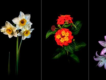 Tres de las fotografías del botánico Gerardo Torres, realizadas con un teléfono móvil, tienen una dimensión asombrosamente poética.