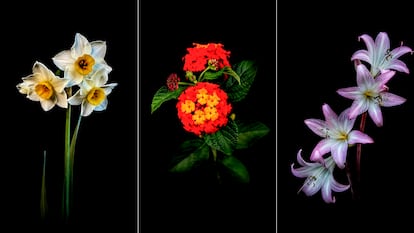 Tres de las fotografías del botánico Gerardo Torres, realizadas con un teléfono móvil, tienen una dimensión asombrosamente poética.