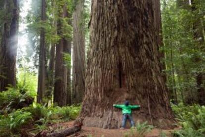 Un niño abrazando uno árbol gigante en el parque nacional de Redwoods, en California.