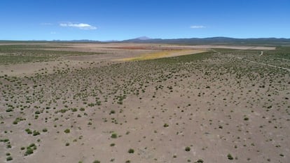 Plantaciones de quinua en la comunidad de Río Grande de la provincia Nor Lípez (Potosí).