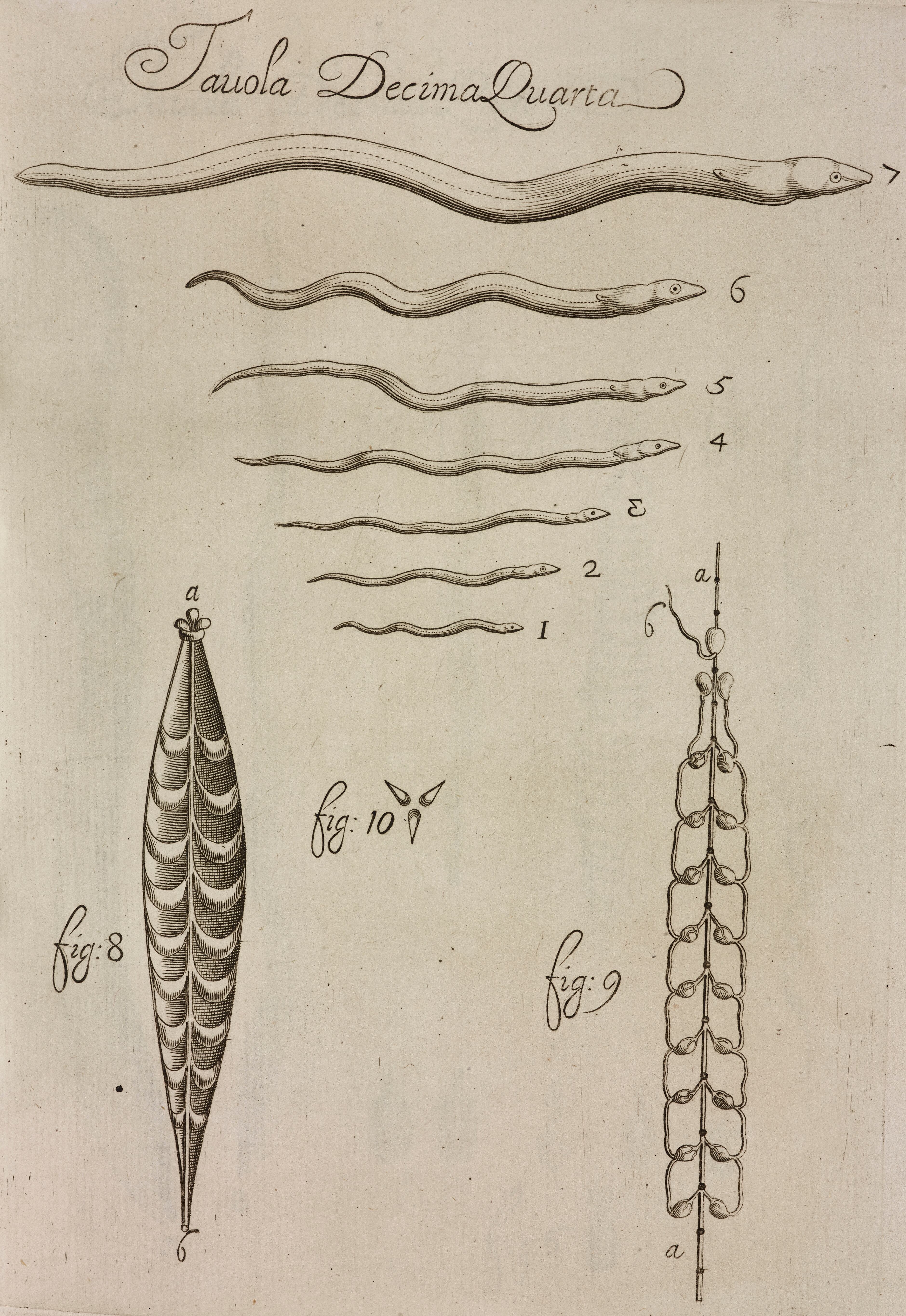 Del 1 al 7, ilustración de las fases de crecimiento de la anguila. Gráfico realizado por Francesco Redi en 1684.