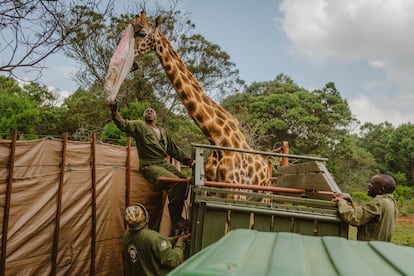 Tras el éxito de la reintroducción de las primeras jirafas en Ruko, hace un mes se puso en marcha la operación para trasladar a otras ocho. En la imagen, un guarda del Servicio de Vida Salvaje de Kenia le quitaba la venda de los ojos a un ejemplar antes de conducirla a un pequeño recinto en la Granja Kruger, en Eldoret, tras ser capturada, el 26 de junio. 