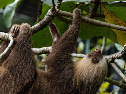 A sloth at the sanctuary and refuge in Cahuita, Costa Rica, March 10.