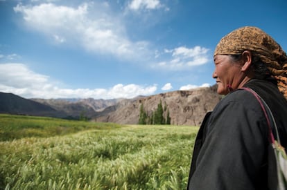 Una campesina observa sus campos de trigo en Leh, India. El estudio ha desgranado exhaustivamente distintos aspectos de la región: desde el turismo a la creación de empleo, desde los derechos de las mujeres hasta la biodiversidad, la agricultura o el uso de la energía.
