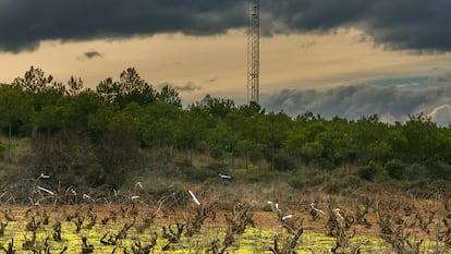 Las viñas de la Bodega de La Loba delante de la antena que las ha modernizado.