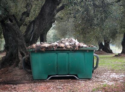 El contenedor con las aves de las que se alimentó la leona.