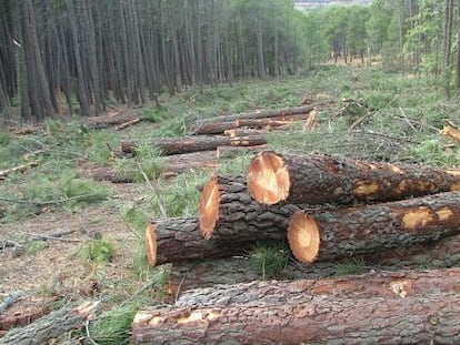 Pinar de las Navas del Marqu&eacute;s (&Aacute;vila) tras la tala por orden del constructor F. G&oacute;mez.