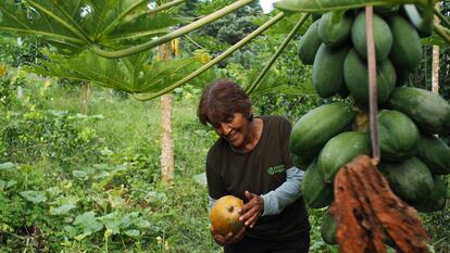 La agricultora Cecilia Guerrero toma una papaya de la finca Darwin's Ecogarden, en Puerto Ayora, en la isla de Santa Cruz.