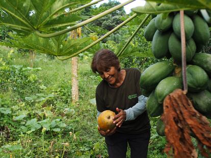 La agricultora Cecilia Guerrero toma una papaya de la finca Darwin's Ecogarden, en Puerto Ayora, en la isla de Santa Cruz.