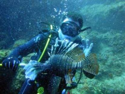 Fotografía sin fechar cedida por la Fundación Clear The Fish del buzo Gabriel López Dupuis durante la captura de un pez León en la costa de Isla Grande, en la caribeña provincia de Colón (Panamá).
