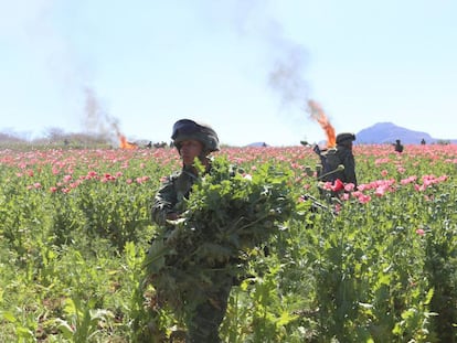 Elementos del Ejército mexicano durante la quema del plantío de Mocorito