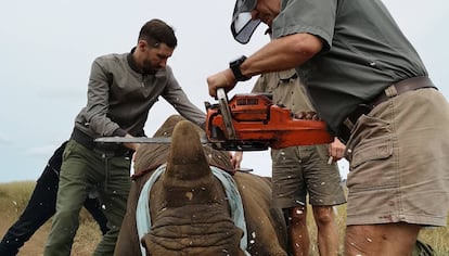 Rinocerontes blanco sedado al que el veterinario corta el cuerno.