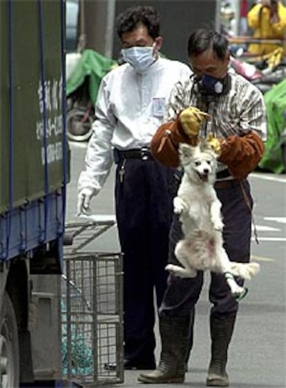 Dos funcionarios de Taipei se llevan al perro de un hombre puesto en cuarentena, que permanecerá en la perrera.