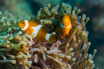 Peces payaso en aguas de la isla de Tioman (Malasia).