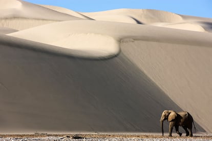 Un elefante del desierto pasa por delante de una gran duna en la costa de los Esqueletos, en Namibia.