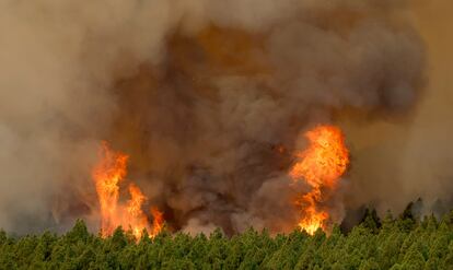 Una arboleda ardía el jueves a causa del incendio forestal, en La Esperanza.
