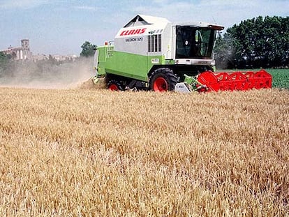 Una cosechadora trabaja en un campo de trigo en Castelló d&#39;Empuries.