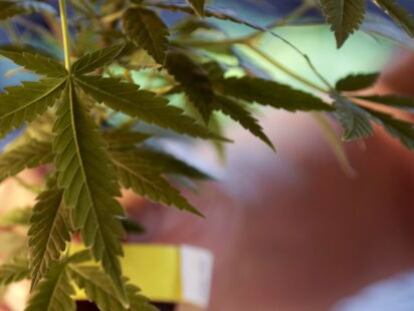 ¿Cómo puede el Estado ganar dinero con el cannabis?