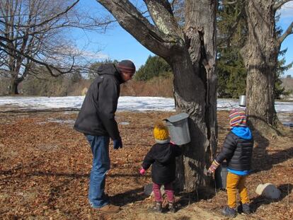 Los visitantes pueden participar en la recolecta de savia o 'maple sugaring'.