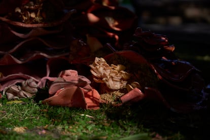 Setas brotan entre los huecos de la instalación de Adela Casacuberta, en el jardín del Museo Nacional de Artes Visuales de Montevideo.