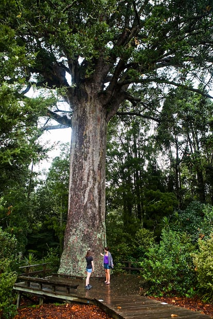 El kauri McKinney, en Parry Kauri Park, en la Isla Norte de Nueva Zelanda, tiene más de 800 años.