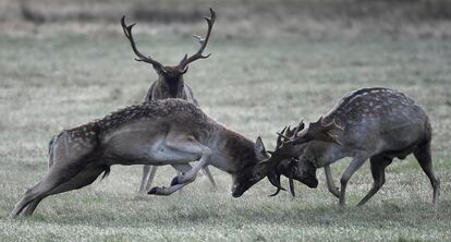 Dos ciervos luchan durante el periodo de celo, en el parque Richmond, al oeste de Londres (Reino Unido), el 27 de octubre.