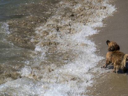 Playa de Llevant, de Barcelona, que cuenta con una zona acotada para perros.