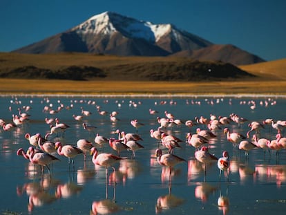 Flamencos en el salar de Atacama (Chile).