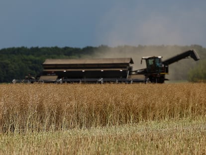 Cosecha de trigo en Ucrania, considerado el granero de Europa
