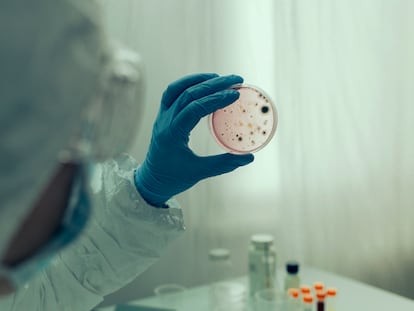 Una persona examina un cultivo de bacterias 'vibrio cholerae'.