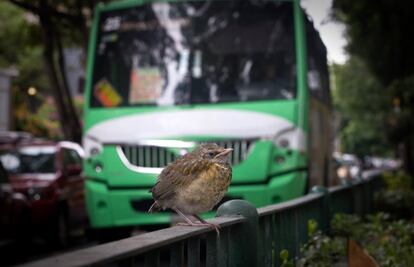 De estos ochos años documentando la vida de las aves en la capital, Salazar tiene una imagen especialmente grabada en su memoria. Ocurrió hace tres años cuando se encontró en Eje Central a un pequeño pájaro en uno de los transitados carriles de esta avenida de la capital. “Volaba bajo buscando comida cuando pasó un vehículo. El coche tocó el claxon y en ese mismo instante el ave no pudo y se desvaneció. Estoy convencido que le perturbó el alto índice de ruido que se generó en ese momento. Aquello me impactó”, cuenta.