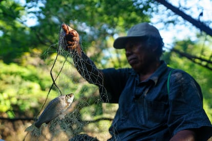 Jorge Cayetano atrapa un pez con una malla en la quebrada Mata Mata.