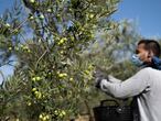 Un temporero recoge aceitunas en una finca del Aljarafe sevillano.