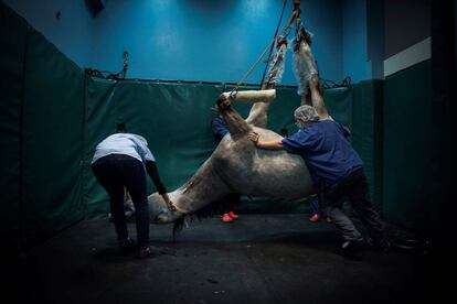 Un caballo es llevado a una sala de recuperación después de una operación, en el centro de entrenamiento ecuestre de Grosbois (Francia).