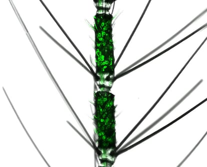 Detalle de una antena de un mosquito 'Aedes aegypti' vista al microscopio electrónico. El verde fluorescente se corresponde a neuronas olfatorias teñidas con la técnica CRISPR.