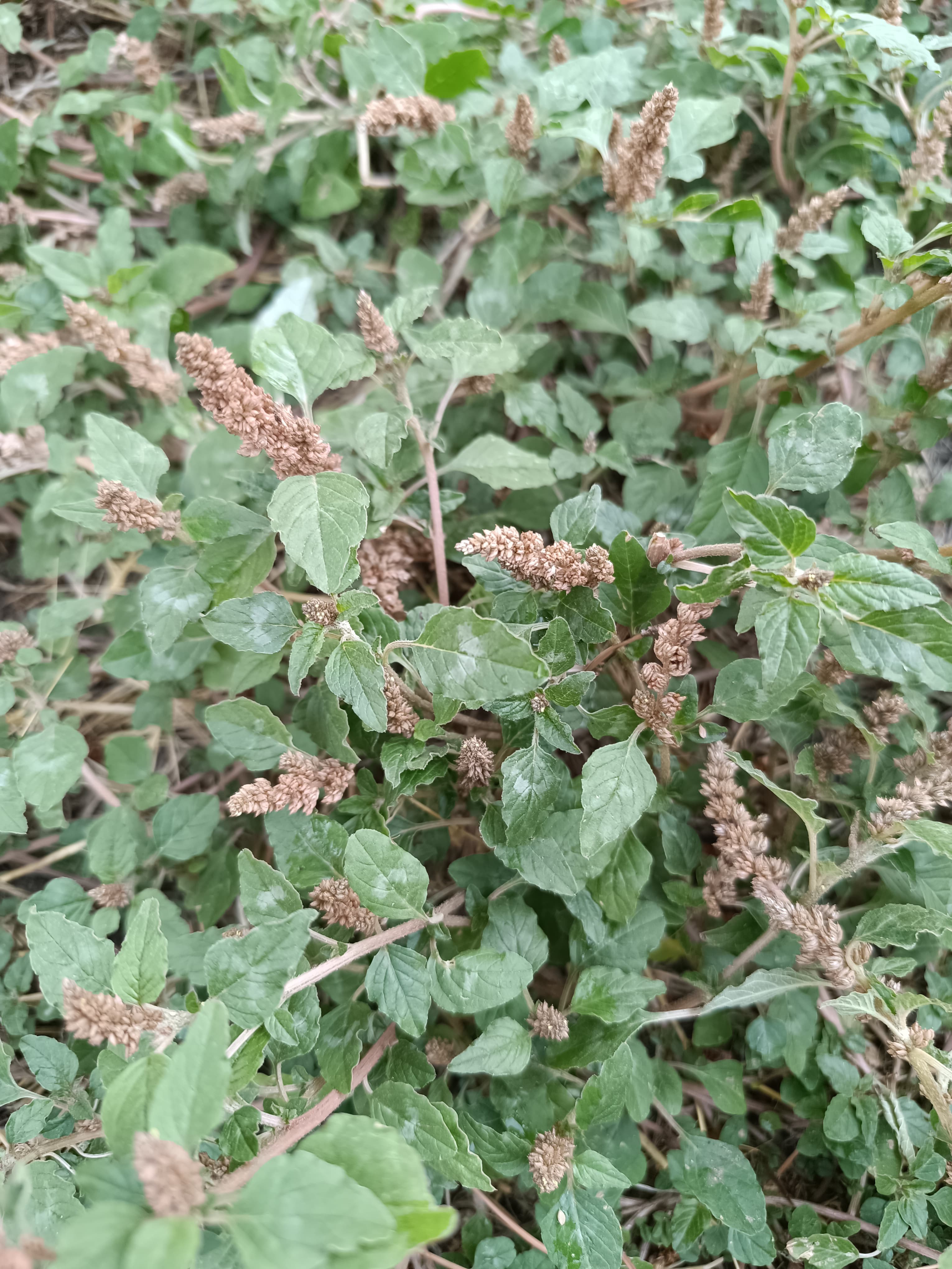 Amaranthus deflexus crea una imbricada red de tallos rastreros que sombrean sus propias raíces.