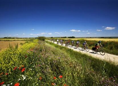 Una fila de ciclistas, en el Camino de Santiago entre campos de cereales y flores cerca de Frómista, en Palencia.