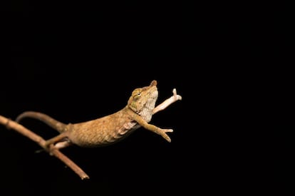 Dança do camaleão. A australiana Jasmine Vink fotografou este trioceros de Jackson, um camaleão de Andasibe, Madagascar. “São animais peculiares. Quando chegam ao fim de um galho, não param como a maioria dos animais. Eles se esticam em busca de outro galho”, diz Vink.