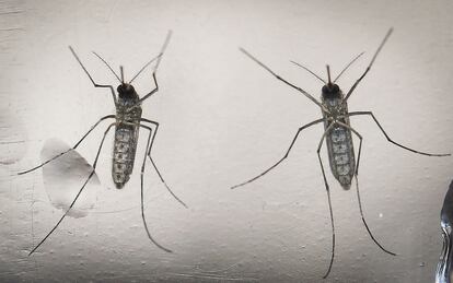 Imagen de archivo que muestra mosquitos Aedes aegypti.Archivo
