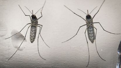 Imagem de arquivo que mostra mosquitos Aedes aegypti.Arquivo