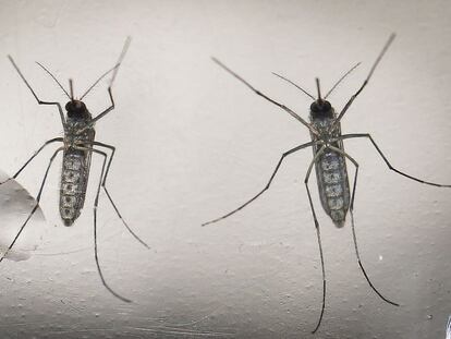 Imagem de arquivo que mostra mosquitos Aedes aegypti.Arquivo
