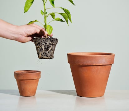 Cuanto más grande sea la maceta, la planta contará con más recursos para crecer con vitalidad.