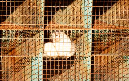 Un ejemplar de visón en las jaulas de la granja donde se han encontrado animales contagiados de covid, en la provincia de Brabante, en Holanda.