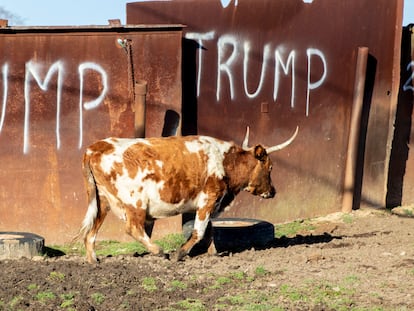 Una vaca en una granja con una pintada sobre Trump.