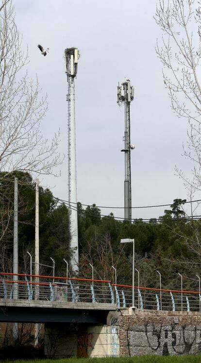 En plena construcción de su refugio, las idas y venidas de los ejemplares con ramas en el pico es constante.