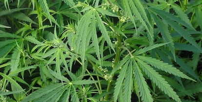 Plantaci&oacute;n de marihuana.